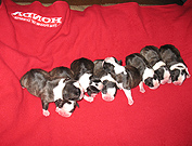 nevada and dandy puppies