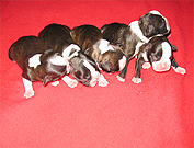 odessa and bandito puppies